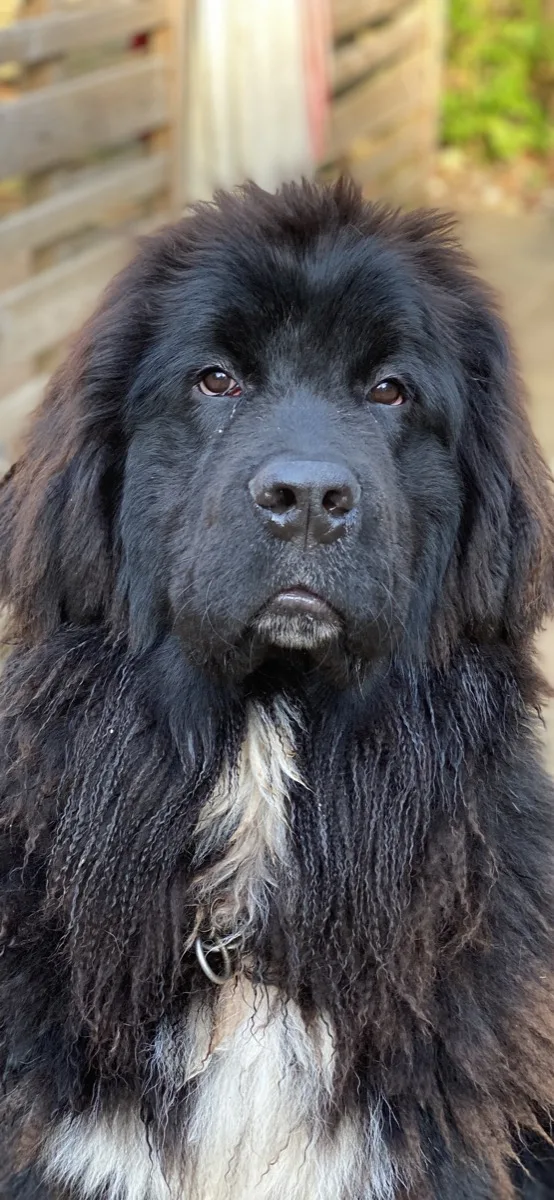 Solomon the Newfoundland